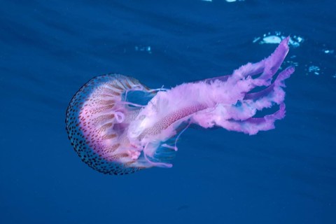 A colourful mauve stinger (Pelagia noctiluca) floats effortlessly in the water. Dive site Marine