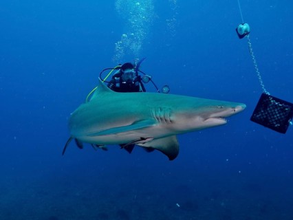 A lemon shark (Negaprion brevirostris) approaches the bait box, observed by a diver. Dive site