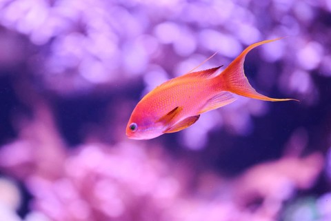 Sea goldie (Pseudanthias squamipinnis) in a aquarium, captive, Germany, Europe