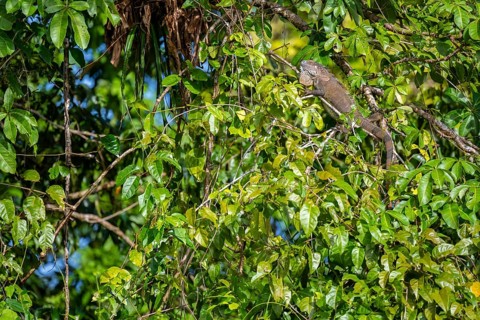Green iguana (Iguana iguana) in a tree, Tortuguero National Park, Costa Rica, Central America