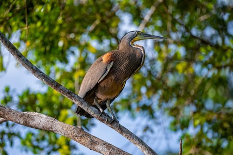 Bare-throated tiger heron (Tigrisoma mexicanum) in a tree, Tortuguero National Park, Costa Rica,