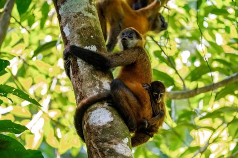 Geoffroy's spider monkey (Ateles geoffroyi) with juvenile climbing a tree in the jungle, Tortuguero