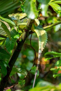 Plumed basilisk (Basiliscus plumifrons), adult male sitting on a branch, Tortuguero National Park,