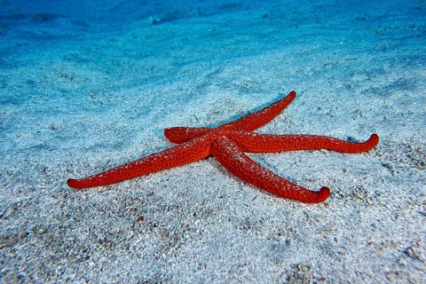 A mediterranean red sea star (Echinaster sepositus) spreads out on the sandy substrate. Dive site