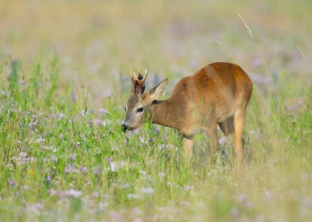 Roe deer (Capreolus capreolus), roebuck standing in a colourful spring meadow with clover