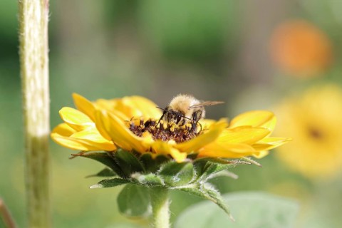 Field bumblebee (Bombus pascuorum), sunflower, pollen, yellow, macro, close-up of a bumblebee on