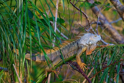 Common green iguana (Iguana iguana), Wakodahatchee Wetlands, Delray Beach, Florida, USA, North
