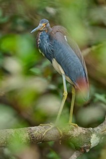 Tricoloured Heron (Egretta tricolor), sitting on a branch, spring, Wakodahatchee Wetlands, Delray