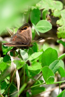 Scotch Argus (Erebia aethiops), August, Bavaria, Germany, Europe