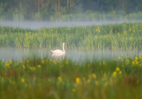 Mute swan (Cygnus olor) swimming on a pond in a wetland, blurred yellow flowers of the marsh iris