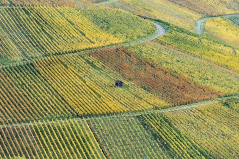 Vineyards in autumn, Rotenberg, Stuttgart, Baden-Württemberg, Germany, Europe