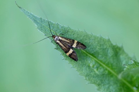 Longhorn butterfly (Nemophora degeerelle), Emsland, Lower Saxony, Germany, Europe