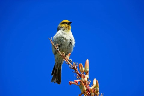 Golden-headed Penduline Tit, (Auriparus flaviceps), adult, on wait, on Ocotillo, singing, Sonoran