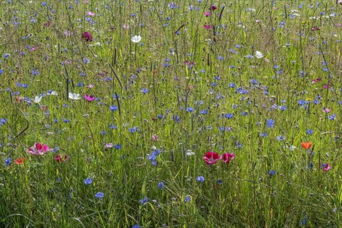 Flower meadow with cornflowers (Centaurea cyanea) and cosmos (Cosmos), Emsland, Lower Saxony,