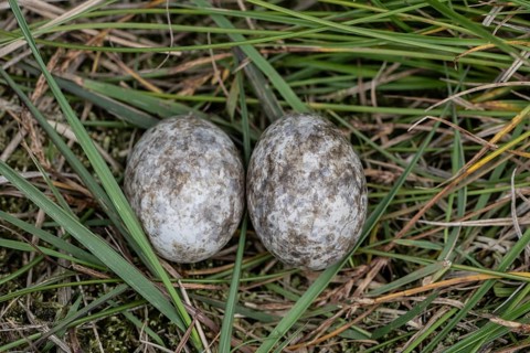 Nests of nightjars (Caprimulgus europaeus), Emsland, Lower Saxony, Germany, Europe