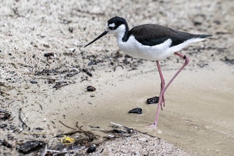 Black-winged Stilt (Himantopus himantopus), Walsrode Bird Park, Lower Saxony, Germany, Europe