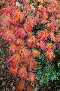 Aconite-leaved maple (Acer japonicum Aconitifolium) in autumn foliage, Emsland, Lower Saxony,