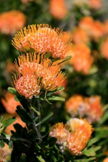 Pincushion protea (Protea Leucospermum erubescens), flower, flowering, silver tree plant,