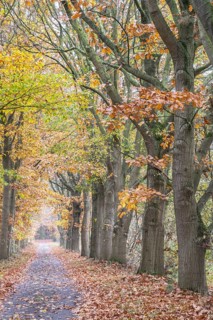 Red oaks (Quercus ruber) in autumn leaves by the roadside, Emsland, Lower Saxony, Germany, Europe