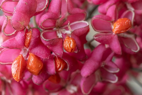 Peacock, spindle bush (Euonymus europaeus), fruit stand, Emsland, Lower Saxony, Germany, Europe