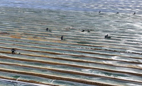 The first asparagus is harvested from a foil-covered asparagus field, Beelitz, 26/03/2024
