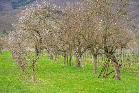 Old twisted apricot trees, Rührsdorf, Lower Austria, Austria, Europe