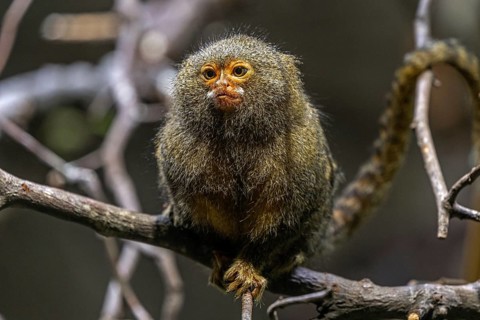 Pygmy marmoset (Cebuella) sitting on a branch, captive, Baden-Württemberg, Germany, Europe