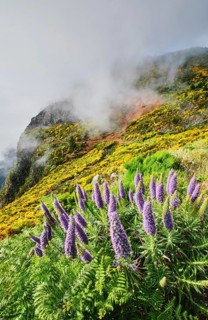 Madeira landscape with Pride of Madeira flowers and blooming Cytisus shrubs and mountains in clouds