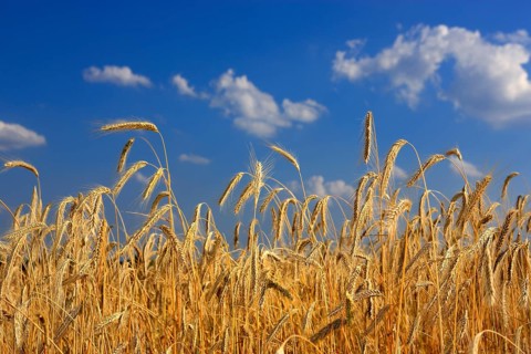 Rye (Secale cereale), rye field, grain field, agriculture, field, in front of harvest, clouds, blue