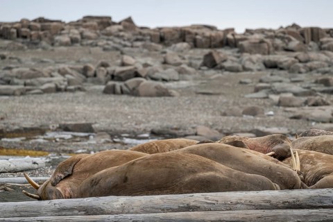 Resting walrus (Odobenus rosmarus), walrus, Kiepertøya, Svalbard and Jan Mayen archipelago, Norway,