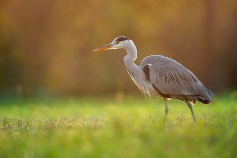 Grey heron (Ardea cinerea), animal portrait, evening light, Rosensteinpark, Stuttgart,