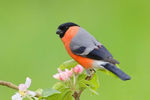 Eurasian bullfinch (Pyrrhula pyrrhula) male sitting on a branch with apple blossoms, bullfinch,