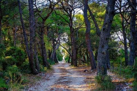 Path through pine forest, by the bay, beach, Zabodarski, Plaža Zabodarski, Mali Losinj, island of