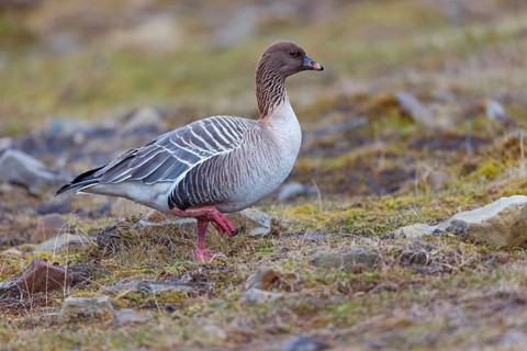 Pink-footed goose (Anser brachyrhynchus), Longyearbyen, Svalbard / Spitsbergen, Norway, Europe