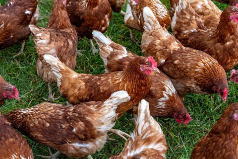 Chickens in a meadow, mobile housing, free-range chickens, free-range eggs, north of