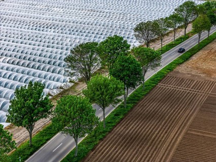 Agriculture, large areas with foil tunnel, for the cultivation of strawberries, freshly cultivated