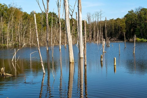 The nature reserve Kirchheller Heide, Der Pfingstsee, created by subsidence caused by coal mining,