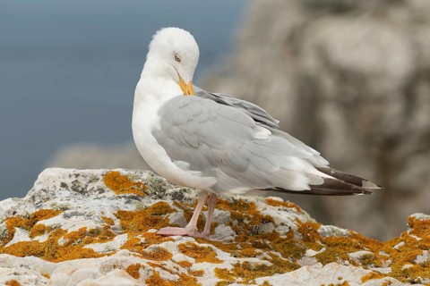 Herringgull (Larus argentatus) sitting on a rock. Camaret, Crozon, Finistere, Brittany, France,