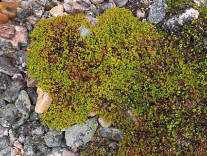 Black Crowberry (Empetrum nigrum), and Dwarf Birch (Betula nana), covering stones, Varanger