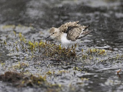 Temminck's Stint (Calidris temminckii), resting in marshland, ruffling its feathers, June,