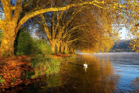 Autumnal colours at the Platanen Allee, Hardenberg Ufer, lakeside path at Lake Baldeney, near Haus
