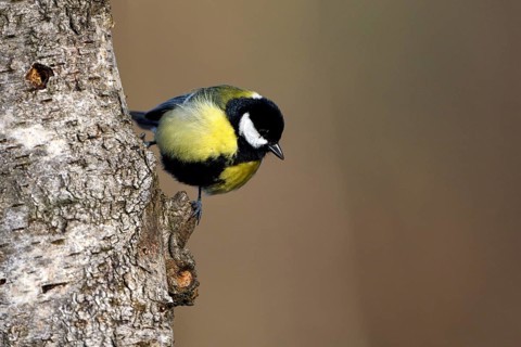 Great tit (Parus major), adult bird, Dingdener Heide nature reserve, North Rhine-Westphalia,