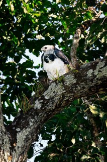 Female Harpy eagle, Harpia harpyja, sitting in a Brazilian Nut Tree, Alta Floresta, Amazon, Brazil,