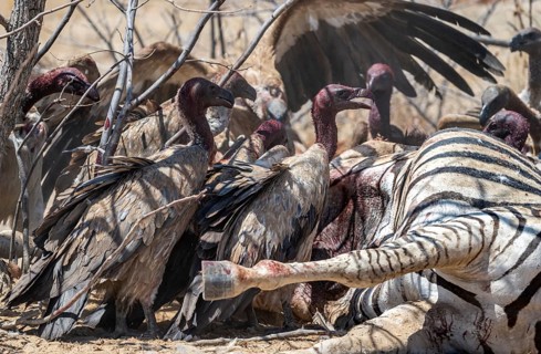 Many white-backed vulture (Gyps africanus) with bloody heads feeding on the carcass of a dead