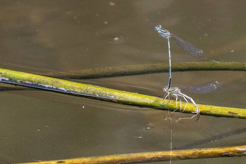 Azure damselflies (Coenagrion puella) laying eggs, Emsland, Lower Saxony, Germany, Europe