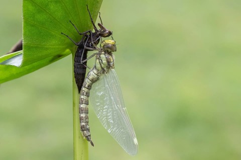 Southern Hawker (Aeshna cyanea) with exuviae, Emsland, Lower Saxony, Germany, Europe