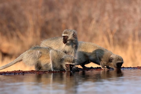 Vervet Monkey (Chlorocebus pygerythrus), adult, three animals, group, drinking, at the water,