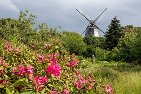 Historic windmill, rhododendron in the foreground, park at the mill, Wyk, Föhr, North Sea island,