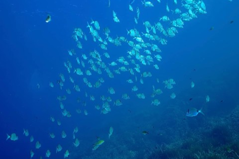 School of fish, group, school of common two-banded seabream (Diplodus vulgaris) in the