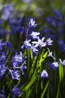 Charming Scilla, March, Germany, Europe